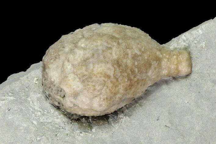 Cystoid (Holocystites) Fossil - Indiana #136969